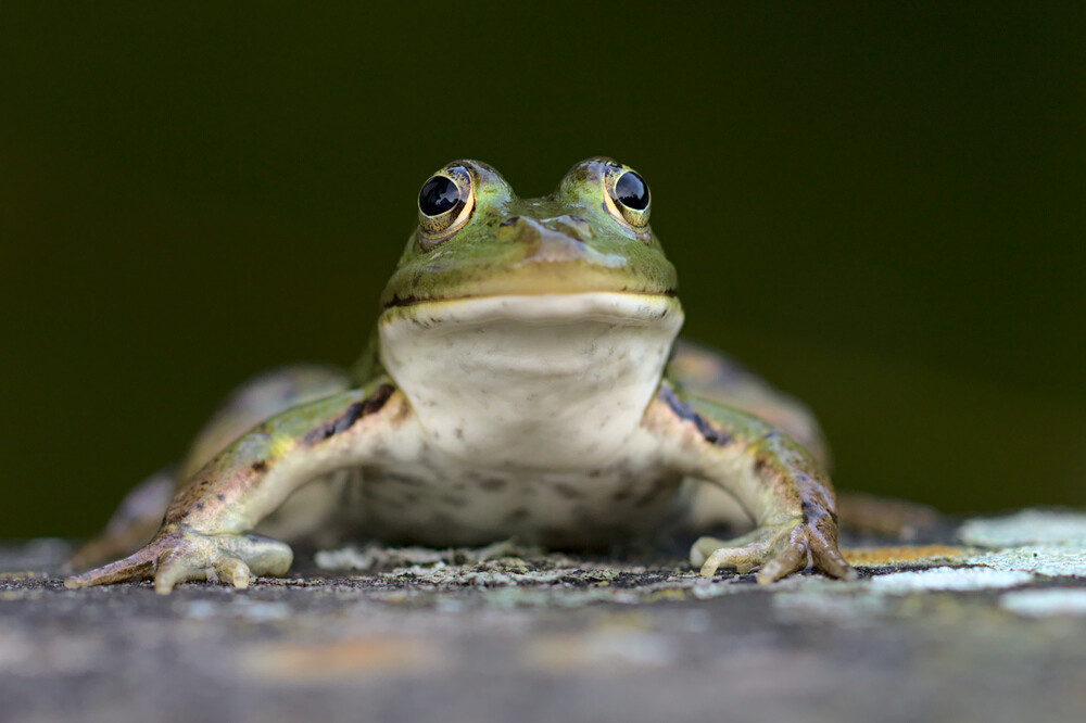 Junger Teichfrosch am Uferrand